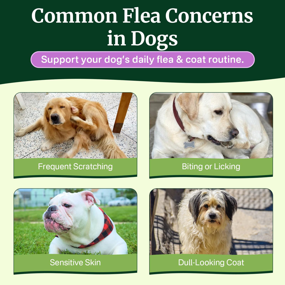 Dog Flea and Tick Prevention Chewables S3732